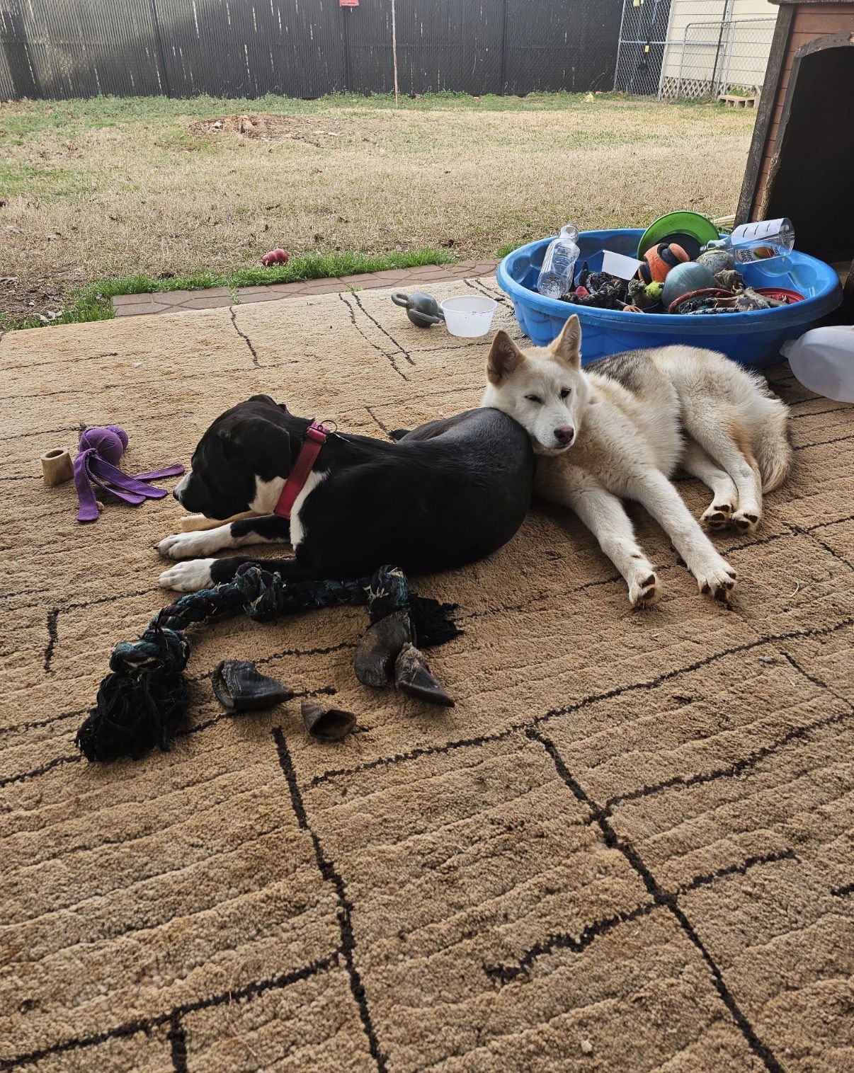 Olive Lonestar - Photo 3