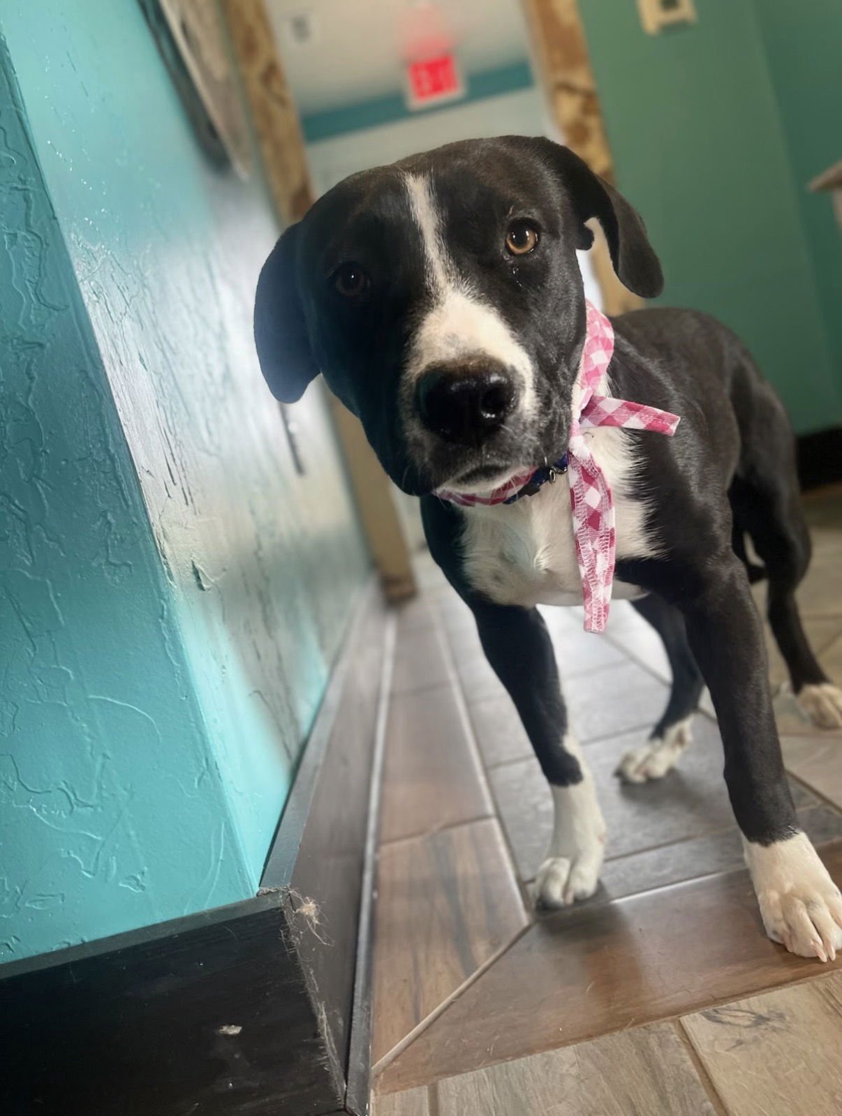 Olive Lonestar - Photo 4