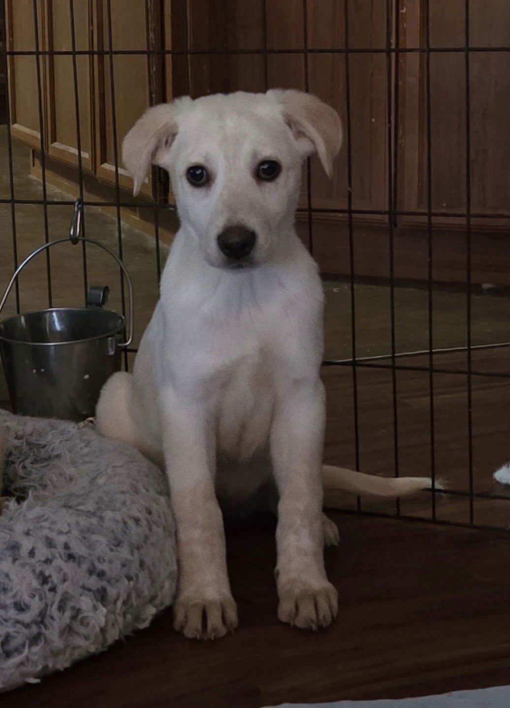GABBY LONESTAR - Labrador Retriever available for adoption