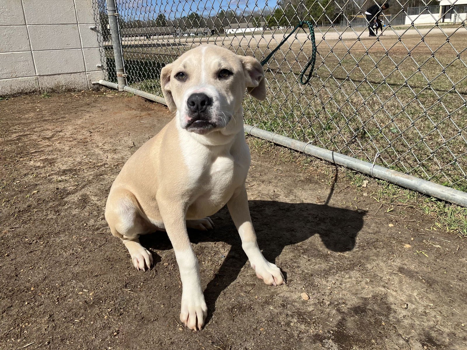 TIFTON DIXON - Pit Bull Terrier available for adoption