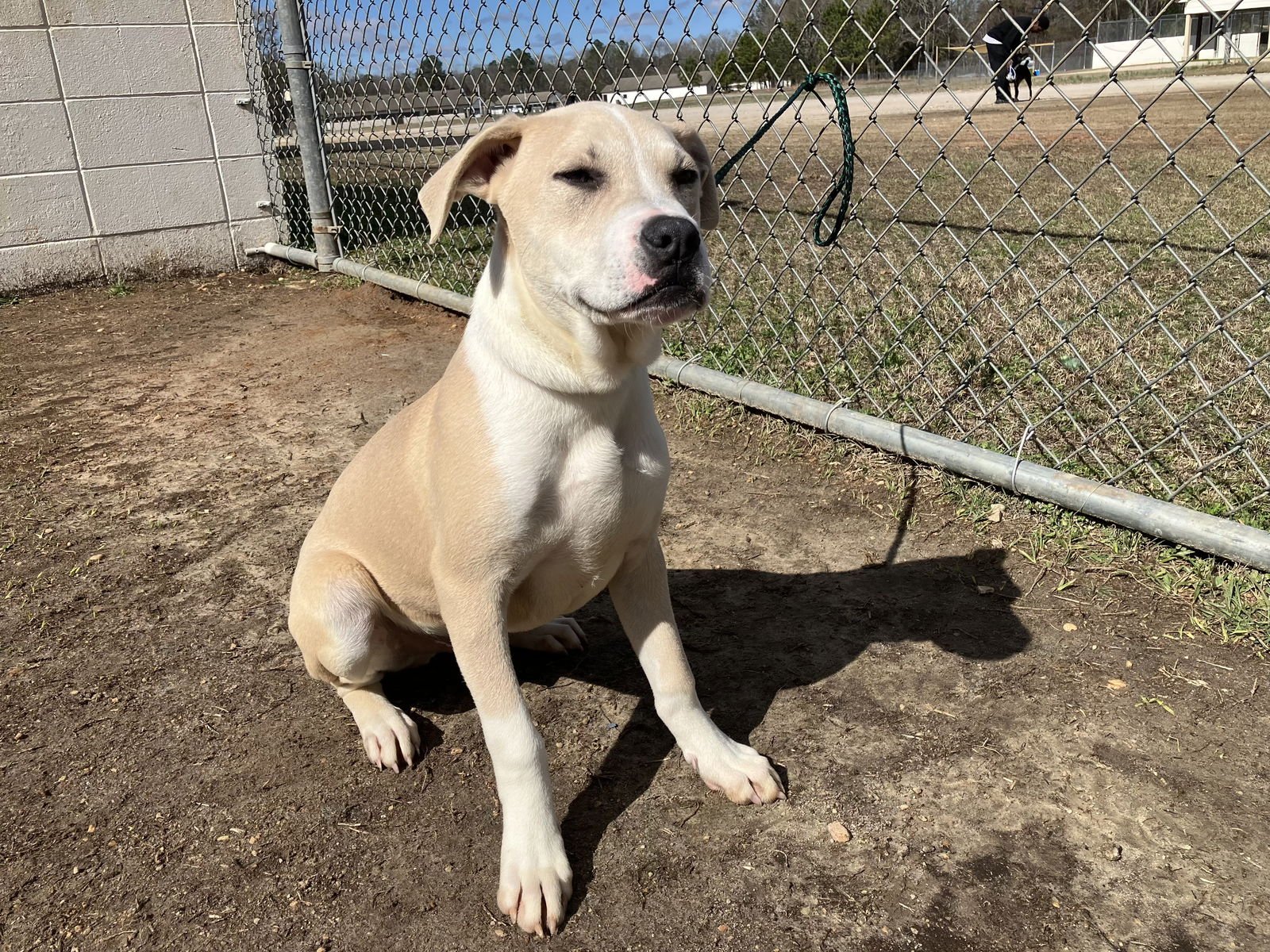 TIFTON DIXON - Pit Bull Terrier available for adoption