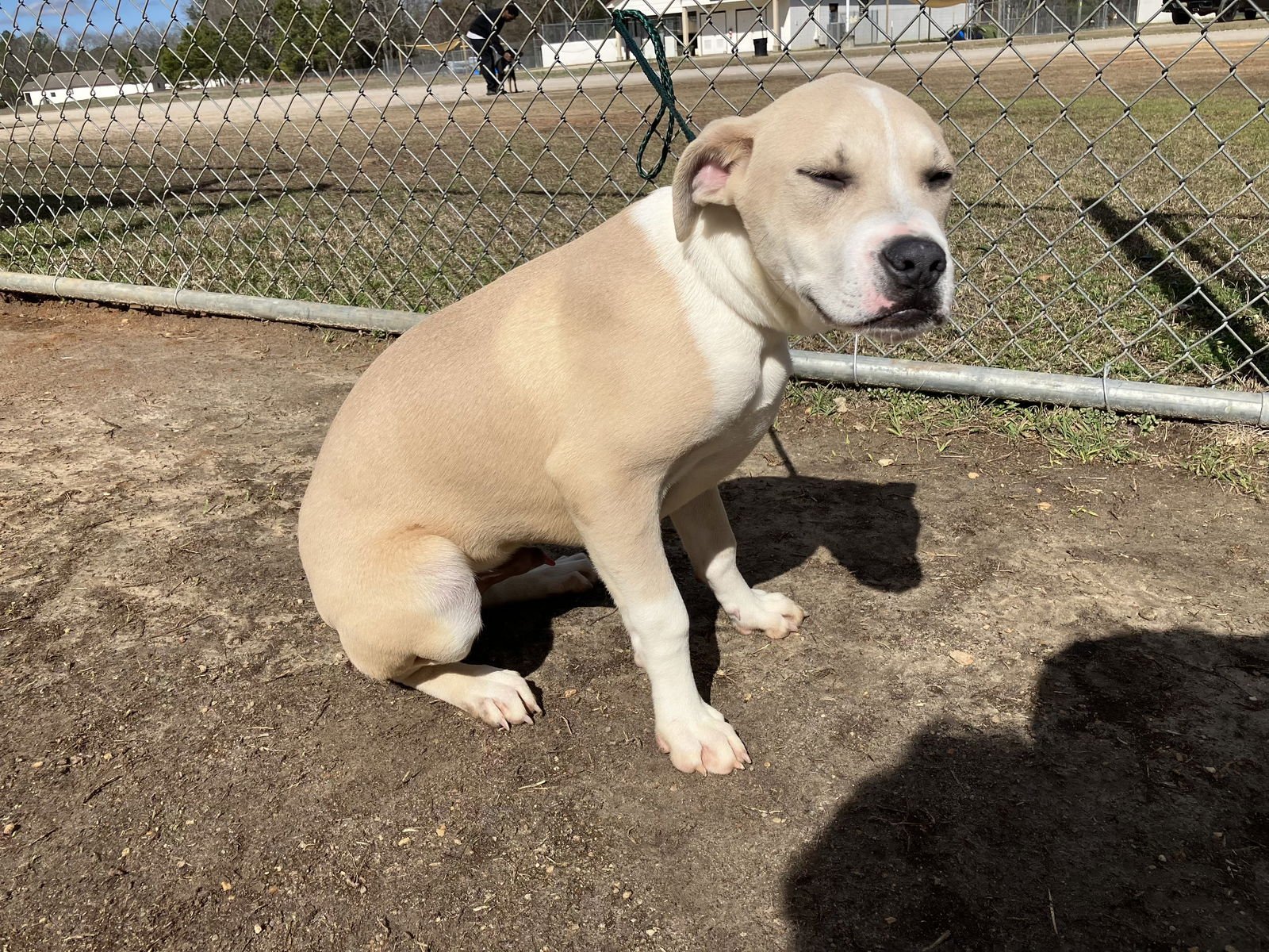 Tifton Dixon - Photo 3