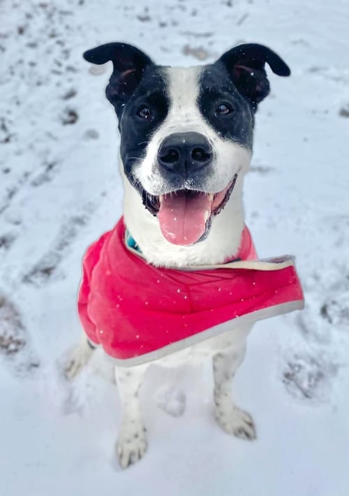KUBO LONESTAR - Border Collie / Terrier available for adoption