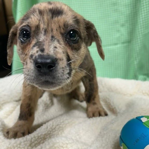 FAUNA LOUISIANA - Catahoula Leopard Dog available for adoption