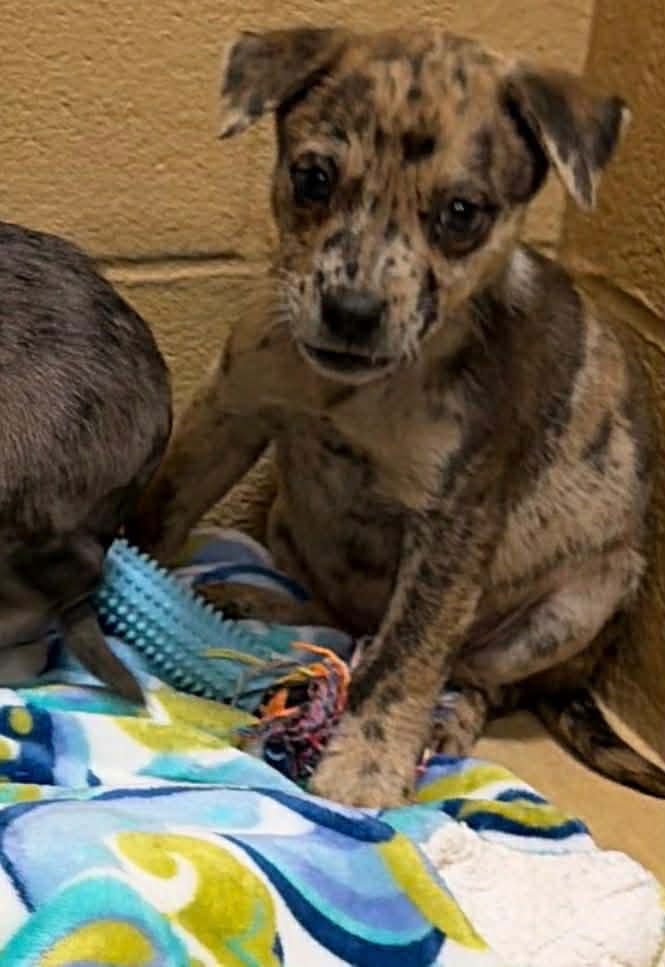 FAUNA LOUISIANA - Catahoula Leopard Dog available for adoption