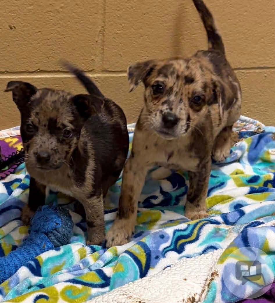 Fauna Louisiana - Photo 3