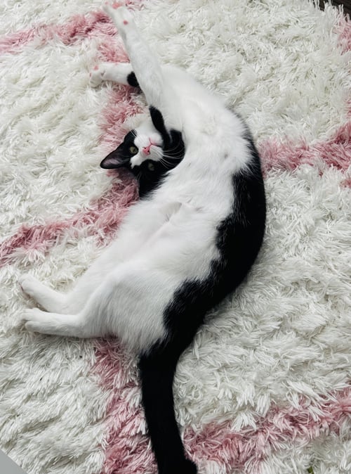 EDDIE - Domestic Short Hair available for adoption