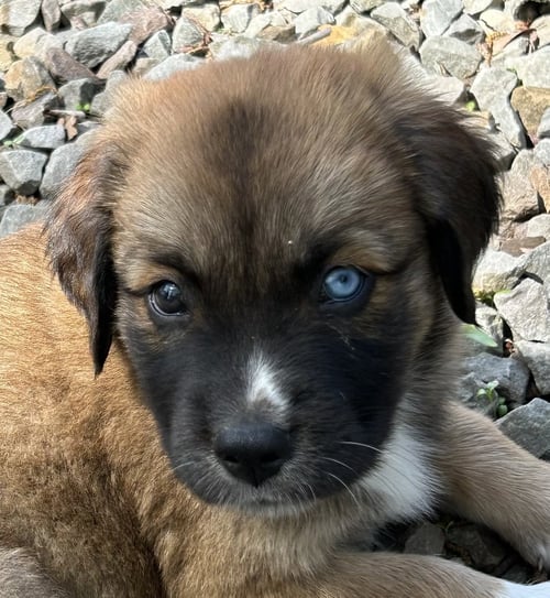GUMMY BEAR LONESTAR - Australian Shepherd / Great Dane available for adoption