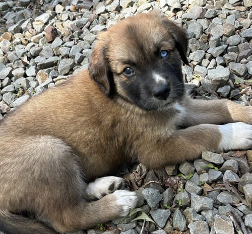 GUMMY BEAR LONESTAR - Australian Shepherd / Great Dane available for adoption