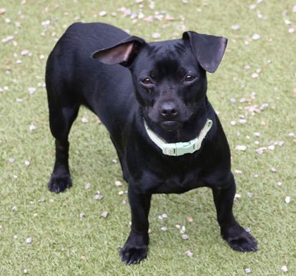 PEANUT ATHENS - Dachshund available for adoption