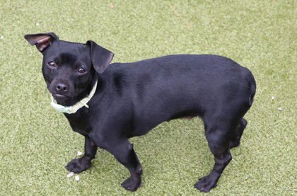 PEANUT ATHENS - Dachshund available for adoption