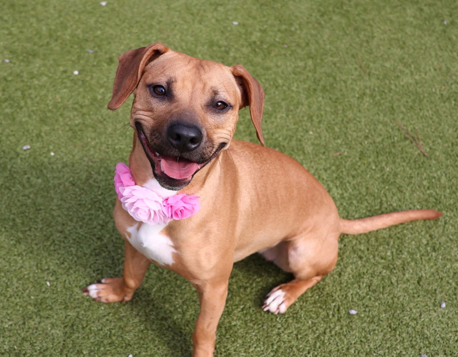 DELPHI ATHENS - Beagle / Dachshund available for adoption