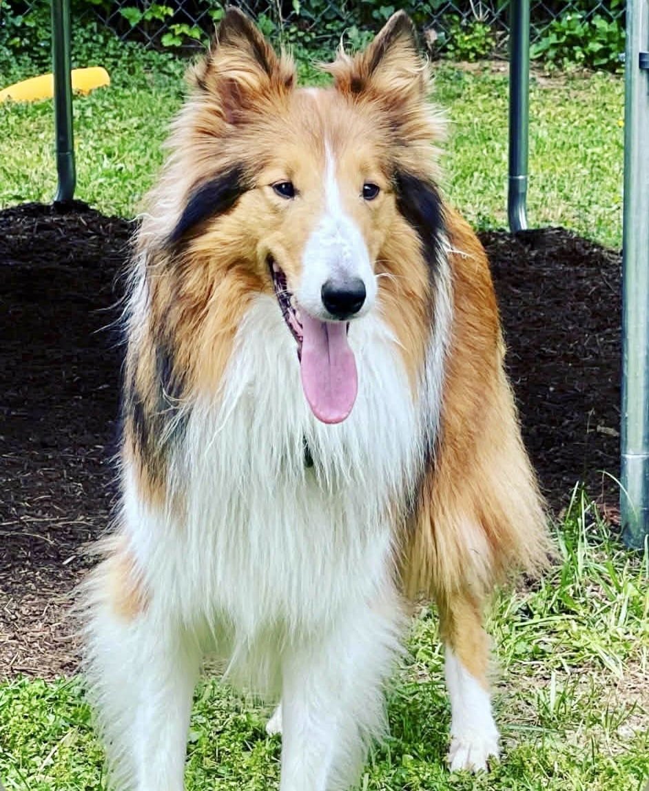 BONNIE RDS BONDED PAIR WITH BRODY RDS - Collie available for adoption