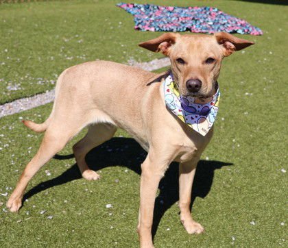 BUDDY ATHENS - Yellow Labrador Retriever available for adoption