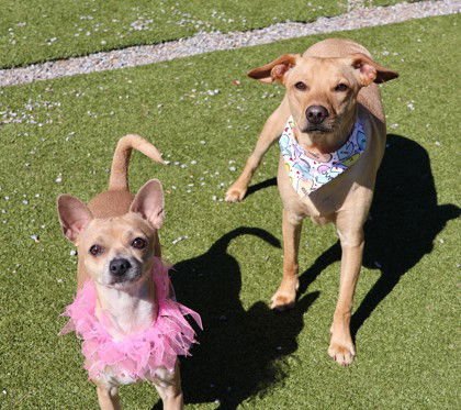 BUDDY ATHENS - Yellow Labrador Retriever available for adoption