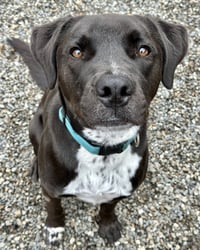 Rocky - Photo 7