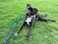 Rocky - Photo 15