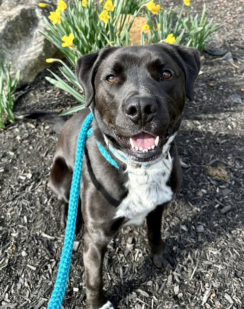 ROCKY - Brittany / Boxer available for adoption