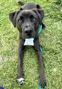 Rocky - Photo 8