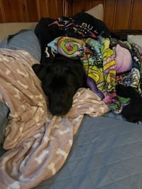 Rocky - Photo 11