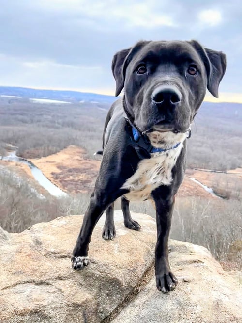 ROCKY - Brittany / Boxer available for adoption