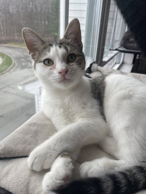 MISTLETOE KITTEN - Domestic Short Hair available for adoption