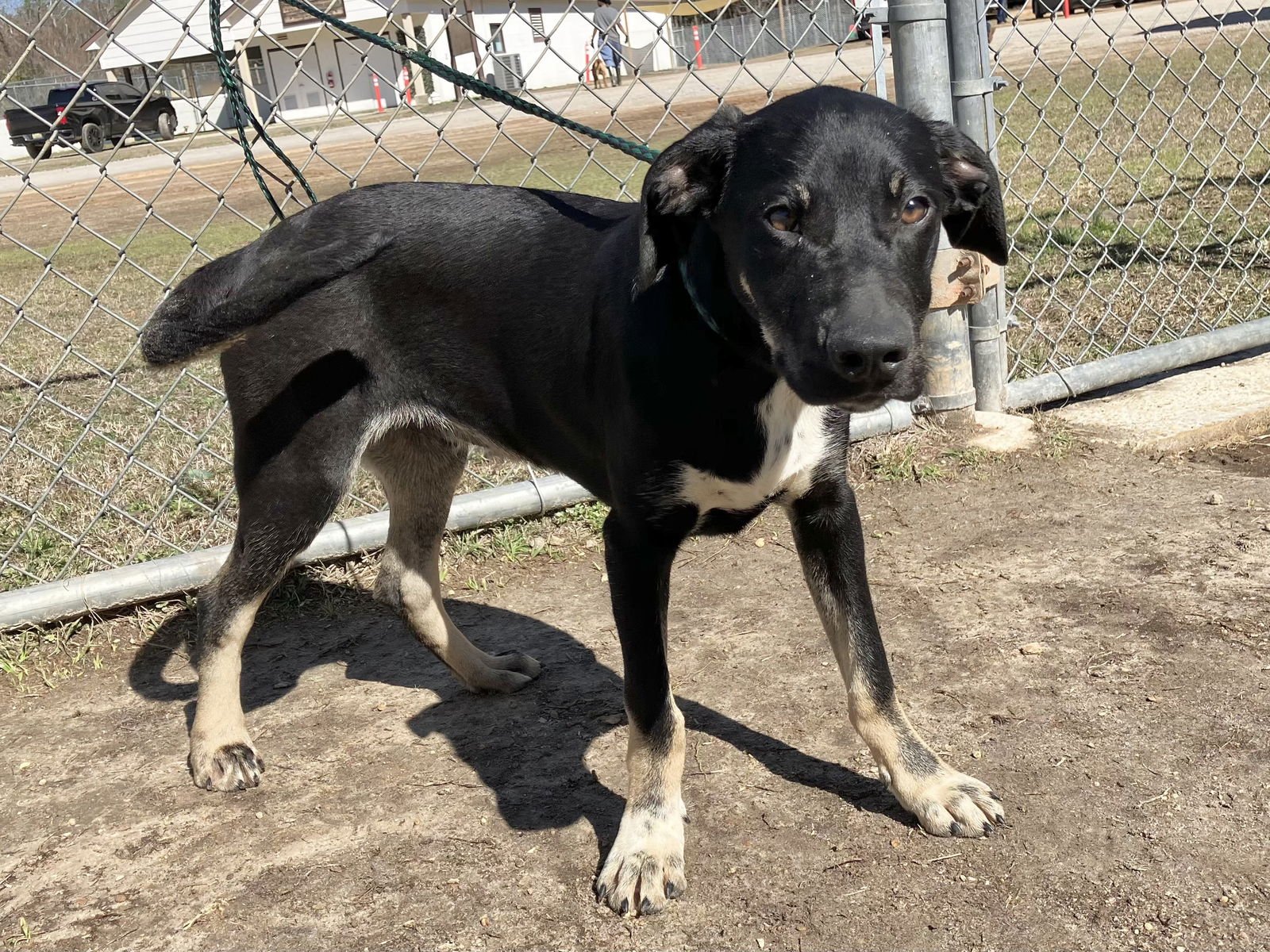 SINCERE DIXON - Shepherd / Mountain Cur available for adoption