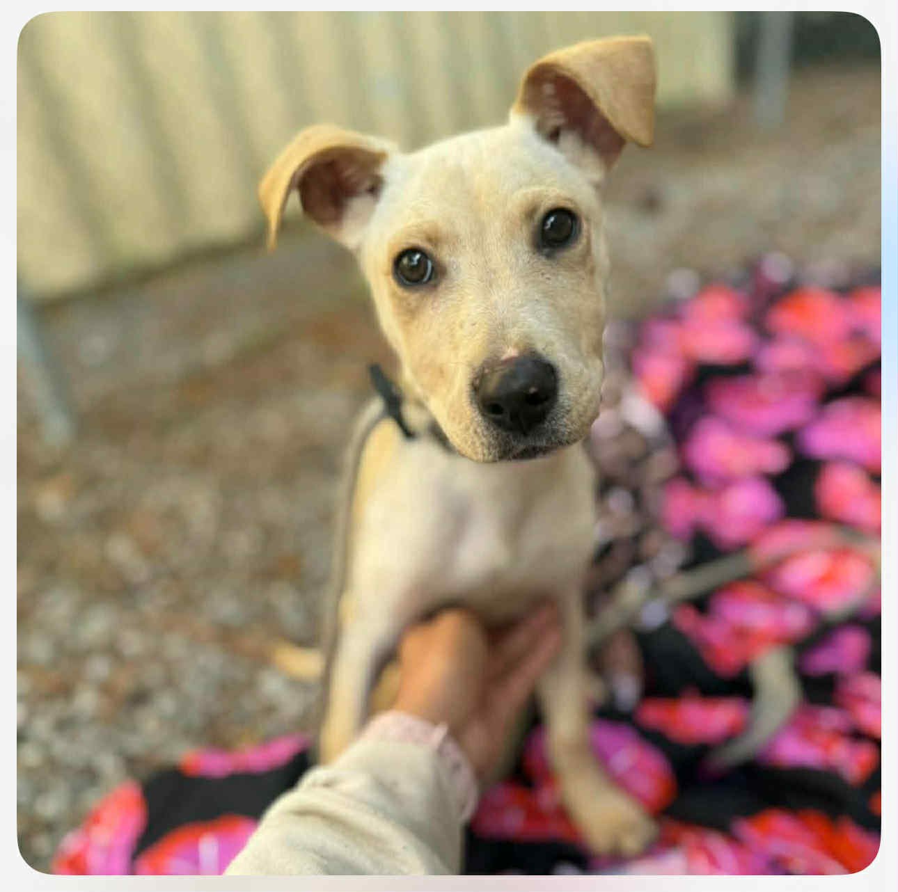 LOTTIE HC - Yellow Labrador Retriever available for adoption