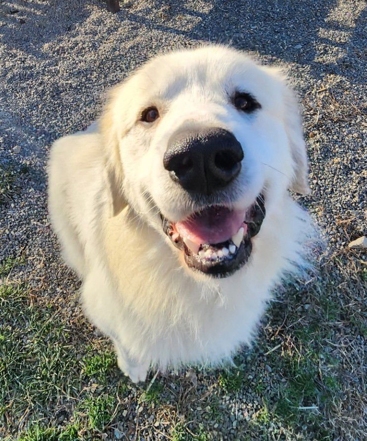 YETI SCAS - Great Pyrenees available for adoption