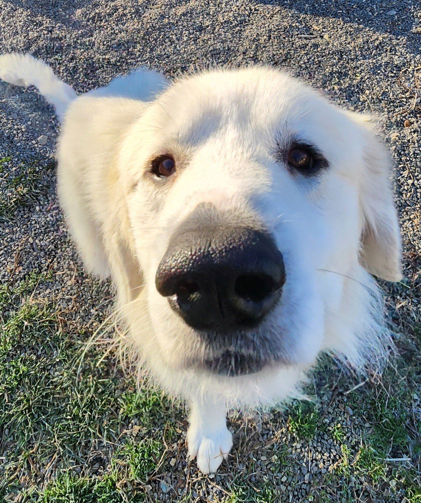 YETI SCAS - Great Pyrenees available for adoption