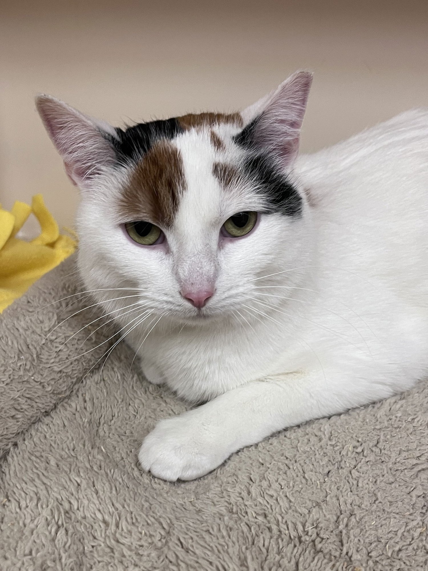 TINA RM - Domestic Short Hair available for adoption