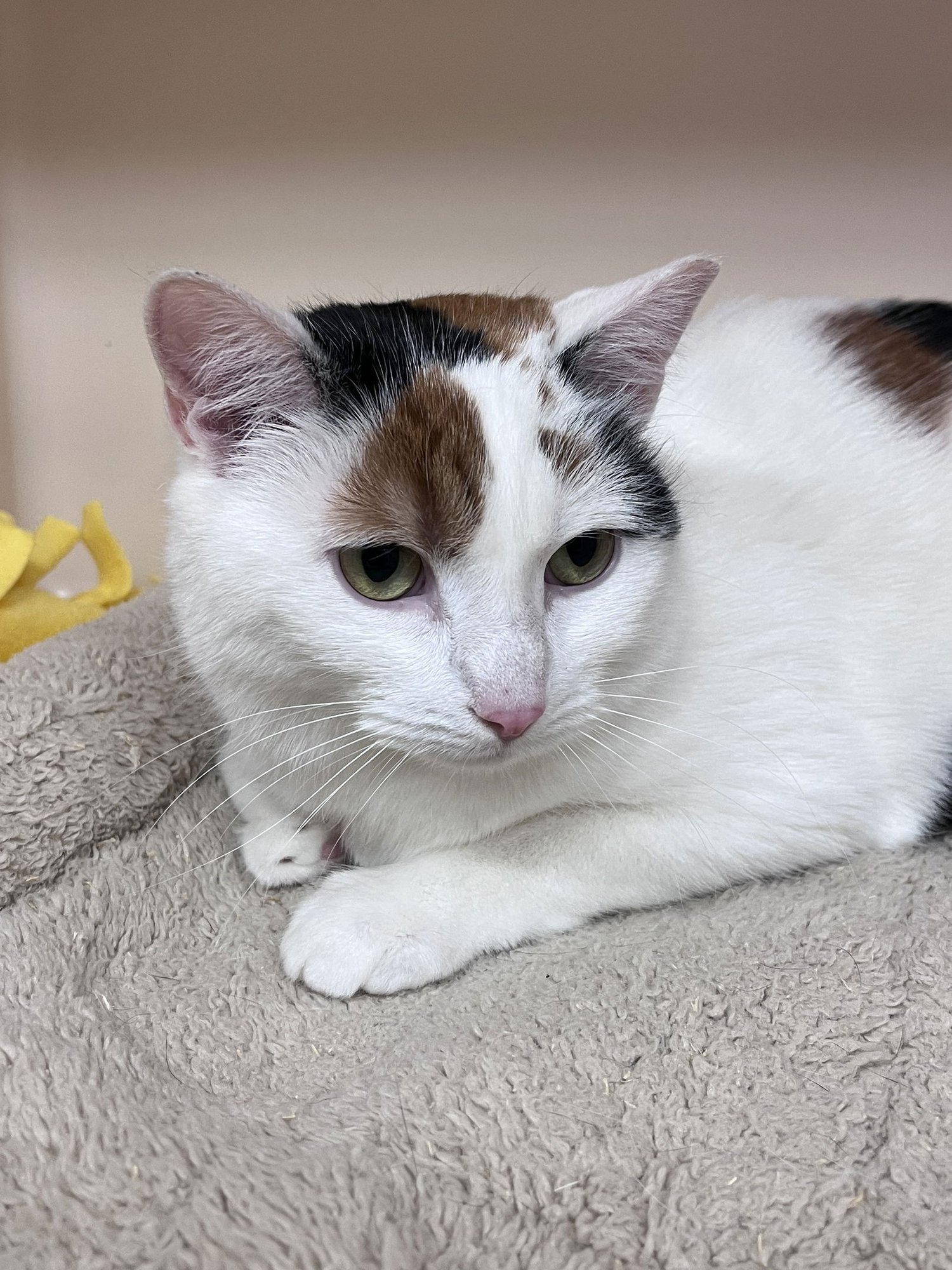 TINA RM - Domestic Short Hair available for adoption