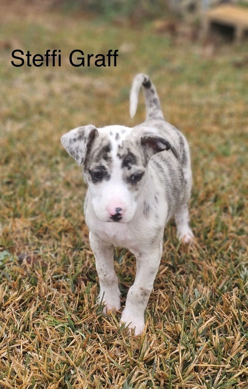 STEFFI GRAFF LONESTAR - Catahoula Leopard Dog available for adoption