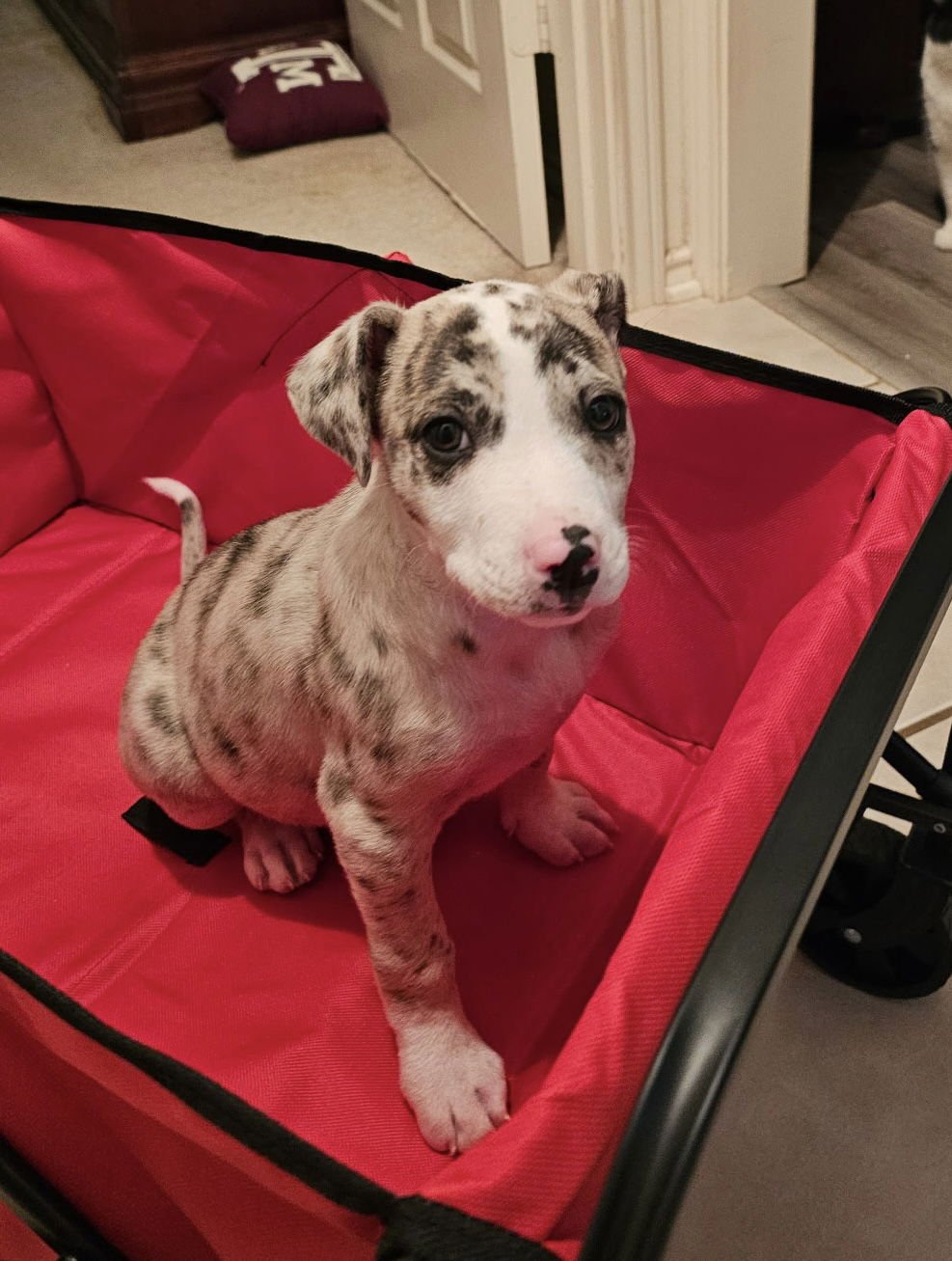 STEFFI GRAFF LONESTAR - Catahoula Leopard Dog available for adoption