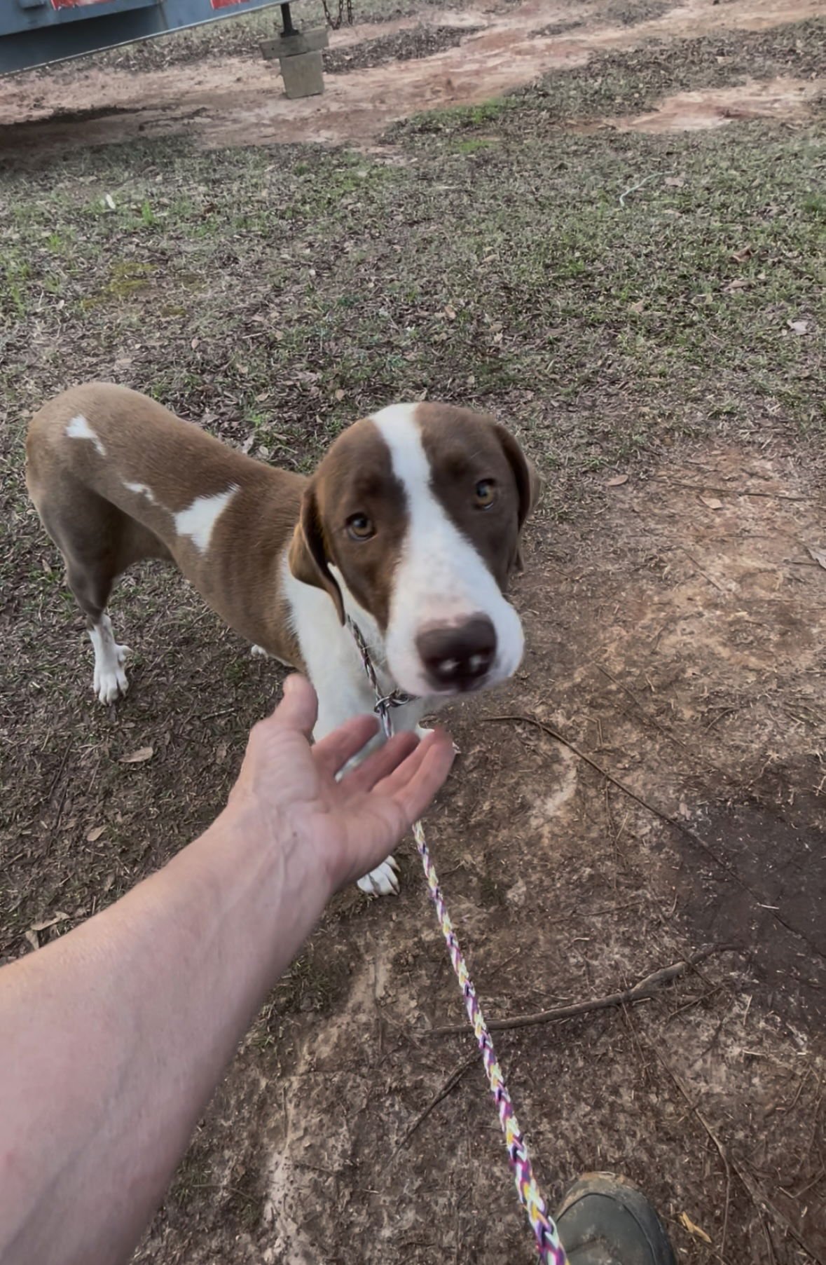 ZELLA DIXON - Pointer / Great Pyrenees available for adoption