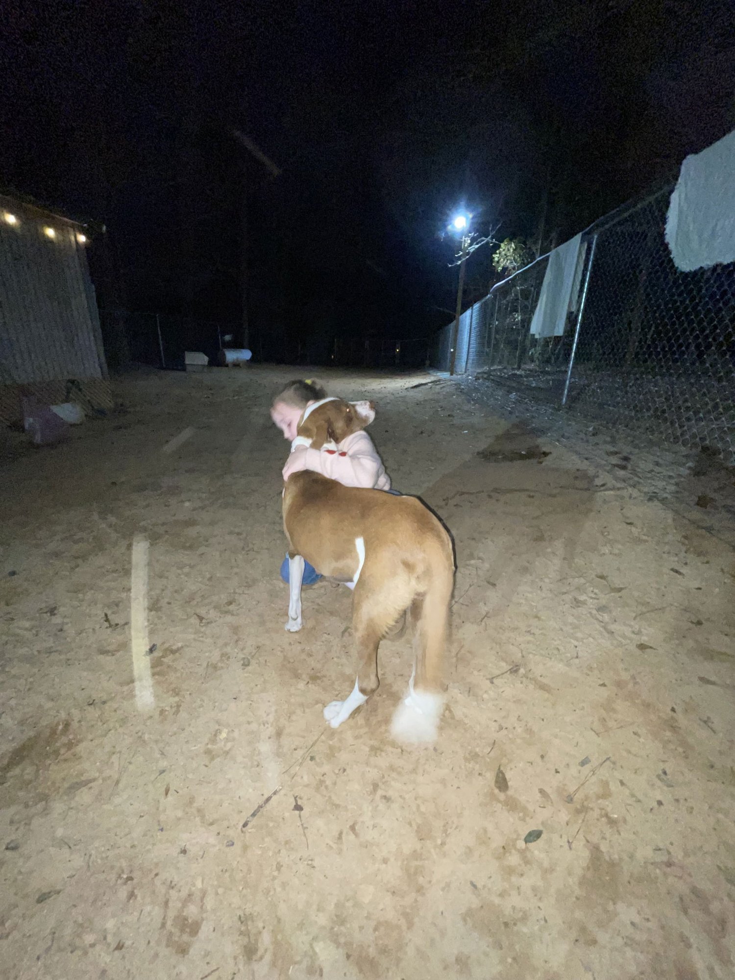 ZELLA DIXON - Pointer / Great Pyrenees available for adoption