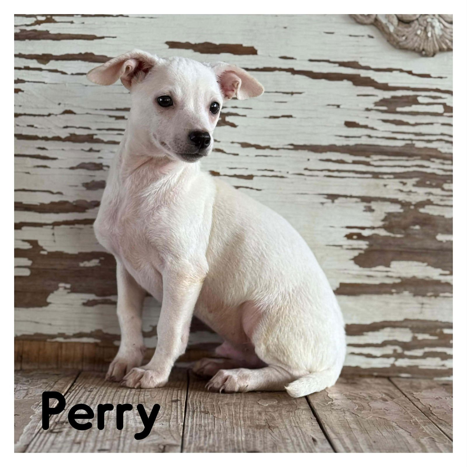 PERRY ROGERS - Chihuahua / Dachshund available for adoption