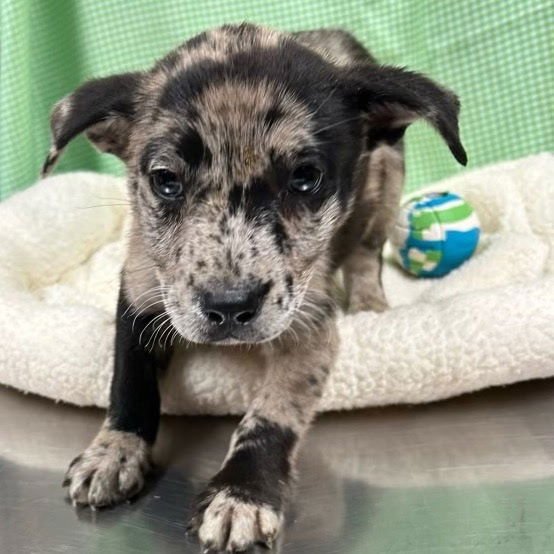 FRANKI LOUISIANA - Catahoula Leopard Dog available for adoption