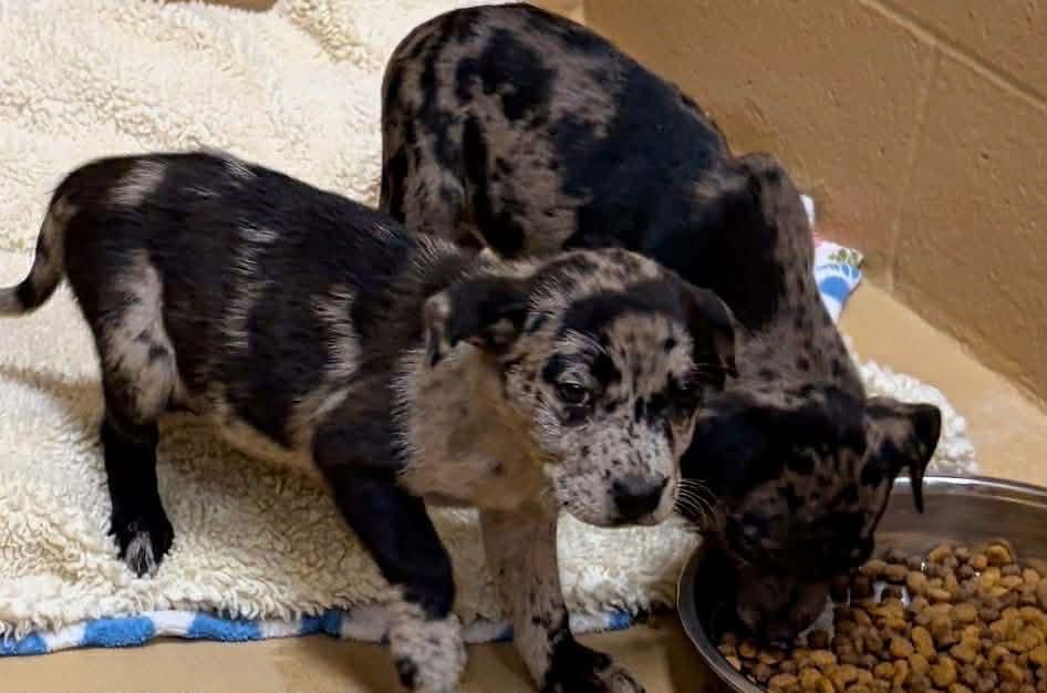 FRANKI LOUISIANA - Catahoula Leopard Dog available for adoption