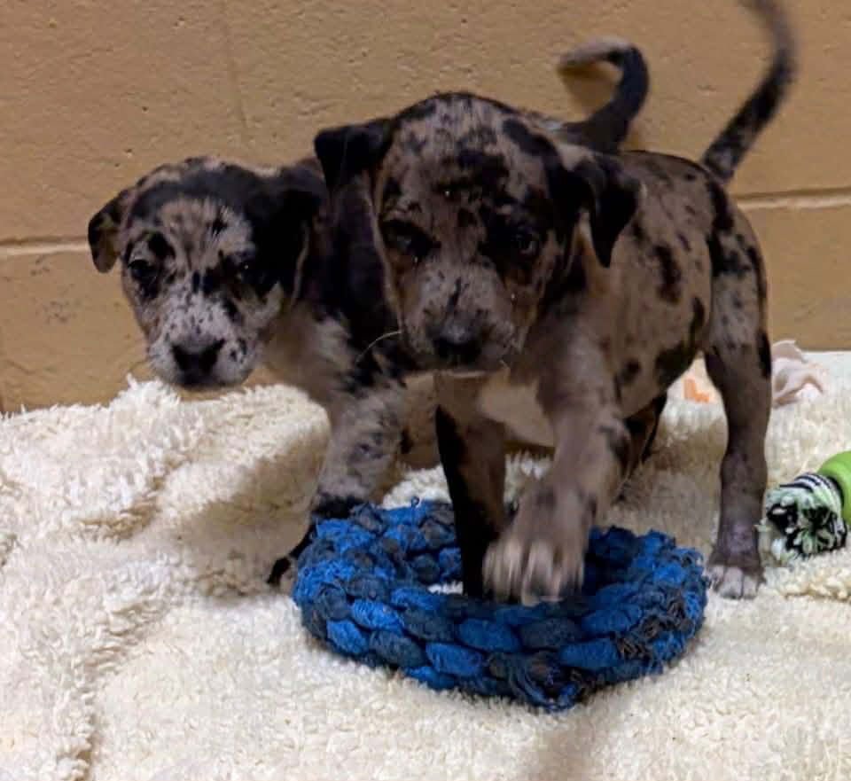 Franki Louisiana - Photo 3