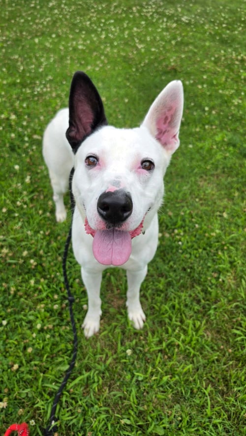 PETEY DIXON - Shepherd available for adoption