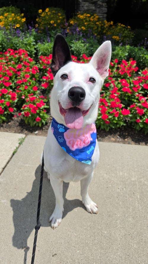 PETEY DIXON - Shepherd available for adoption
