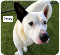 Petey Dixon - Photo 3