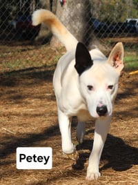 Petey Dixon - Photo 4