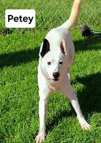 Petey Dixon - Photo 7