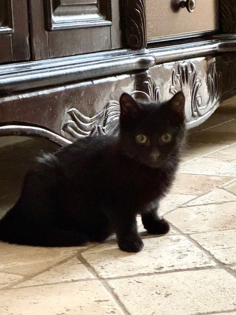 INK KITTEN - Domestic Short Hair available for adoption