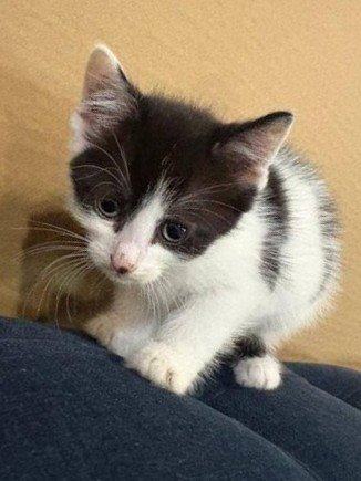 Sandy's Cinderella KITTEN Image