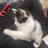Sandy's Cinderella KITTEN - Photo 2