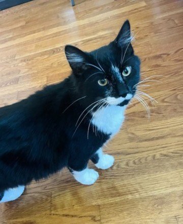 ASHER KITTEN - Domestic Long Hair available for adoption