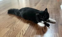Asher KITTEN - Photo 3